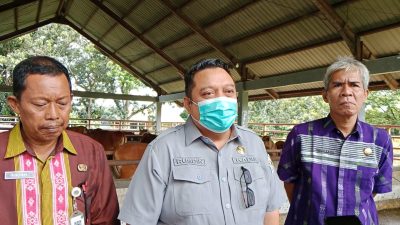 Distanak Sultra Pantau RPH Kendari Pastikan Kesehatan Sapi Kurban