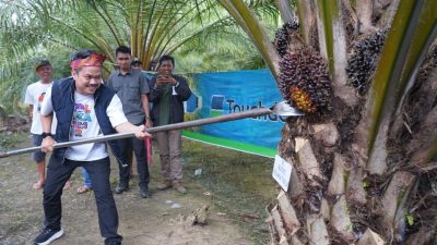 Panen Raya Sawit di Kecamatan Lambandia : Pola Perkebunan Rakyat Bersama Bupati Kolaka Timur