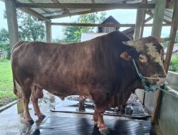 Sapi Kurban Presiden Prabowo untuk Pemprov Sultra Capai 1.080 Kilogram