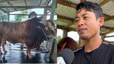 Eko Puwanto Bangga Sapi Peliharaannya Terpilih Jadi Kurban Presiden