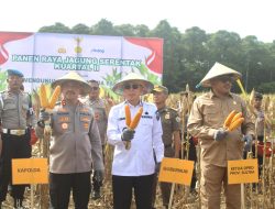 Panen Raya Jagung Serentak Digelar di Konsel, Sultra Siap Jadi Lumbung Pangan Nasional