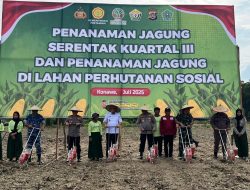 Polda Sultra dan Forkopimda Tanam Jagung Serentak Dukung Ketahanan Pangan Nasional