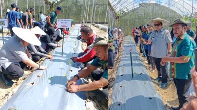 Disbunhortikultura Sultra Tanam 600 Pohon Cabai, Tomat, dan Terung untuk Tekan Inflasi