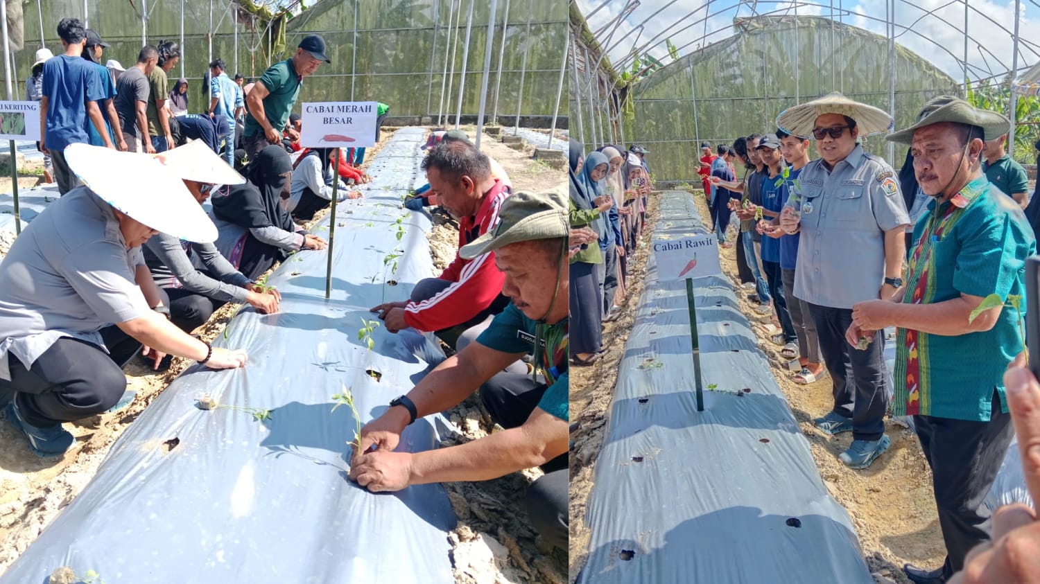 Kepala Disbunhortikultura Sultra, LM Rusdin Jaya, saat melakukan penanaman 600 pohon Cabai, Tomat, dan Terung di UPTD BBIH Amoito. (FOTO: FAYSAL/MS)