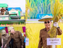 Gubernur Andi Sumangerukka Panen Perdana Benih Padi Mandiri, Petani Sultra Terima Benih Gratis Sanggoleo