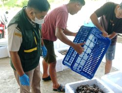 Karantina Sultra Fasilitasi Ekspor 560 Kg Kerang Dara ke Thailand, Pastikan Standar Mutu dan Kesehatan Terpenuhi