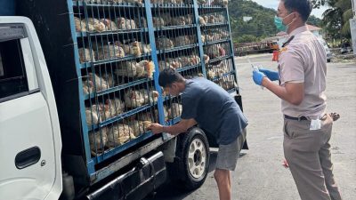 Cegah Penyakit Menular, Karantina Sultra Periksa 1.500 Ayam di Pelabuhan Kolaka