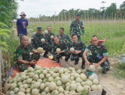 Danlanud Haluoleo Pimpin Panen Raya Melon di Lahan Ketahanan Pangan