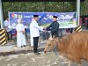 Iduladha 1447 H, Lanud Haluoleo Tebar Kepedulian Lewat Penyaluran Hewan Kurban