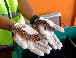 Karantina Sultra Pastikan 4 Gecko dari Kendari Sehat Sebelum Dilalulintaskan ke Jakarta