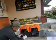 Karantina Sultra Perketat Pengawasan, Pengiriman Kuskus ke Jakarta Diperiksa Ketat