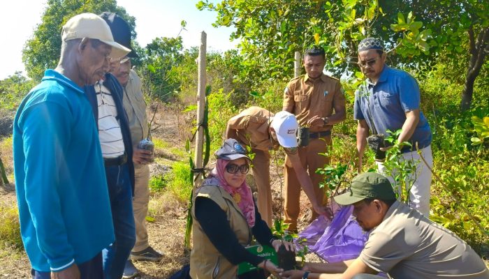 Kolaborasi Tokoh Masyarakat dan AMI Perkuat Upaya Selamatkan Jeruk Siompu dari Kepunahan