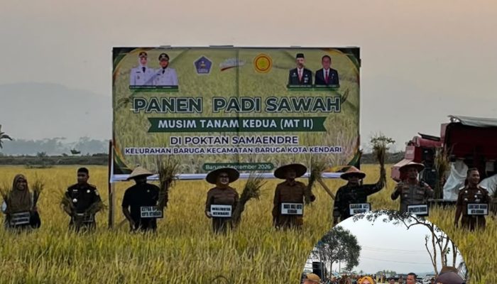 Wali Kota Siska Panen Padi MT II di Amohalo, Dorong Peningkatan Produktivitas Pertanian Kendari